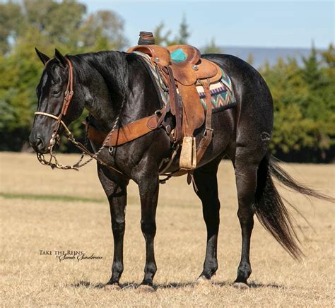 Good Used <strong>Roping</strong> Saddle $200. . Roping horses for sale in arizona